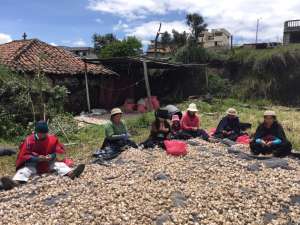El desgrane del ajo se realiza en los patios de la mayor&iacute;a de hogares en Pilahu&iacute;n. Se hace entre cantos y risas, y constituye una atracci&oacute;n para los turistas. Foto: CARLOS NOVOA / EL TEL&Eacute;GRAFO