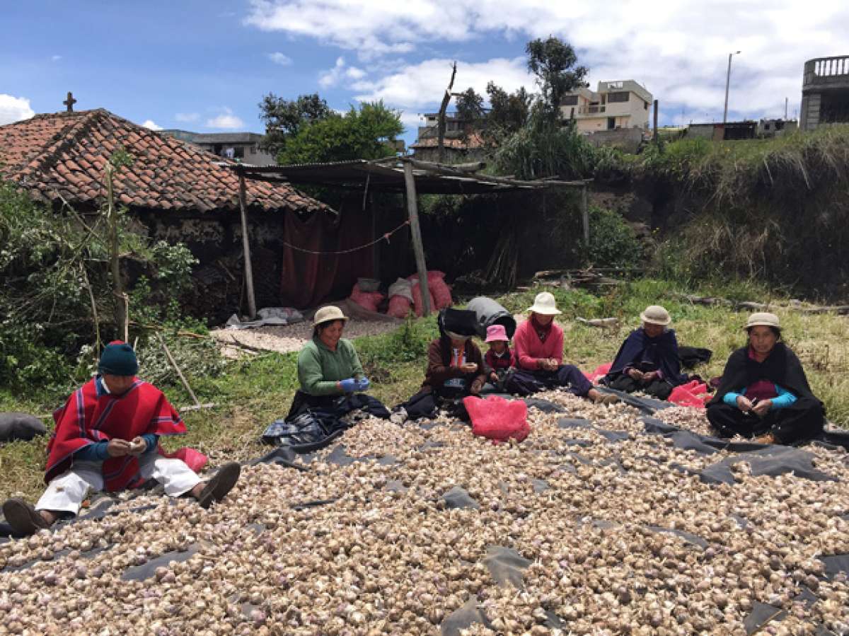 El desgrane del ajo se realiza en los patios de la mayor&iacute;a de hogares en Pilahu&iacute;n. Se hace entre cantos y risas, y constituye una atracci&oacute;n para los turistas. Foto: CARLOS NOVOA / EL TEL&Eacute;GRAFO