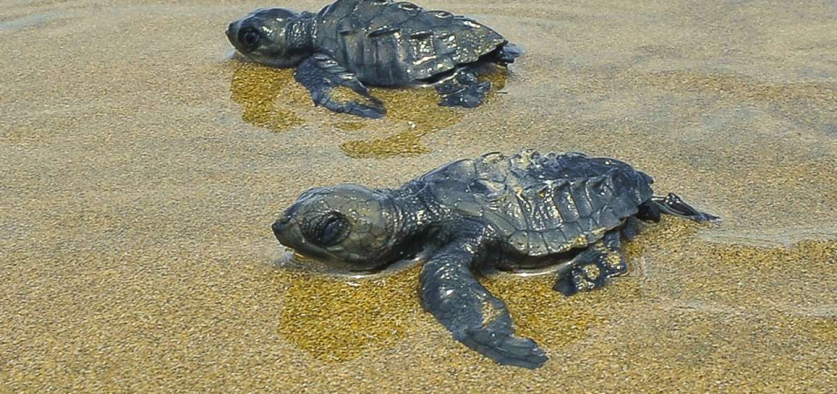 tortugas golfinas (Lepidochelys oliv&aacute;cea).