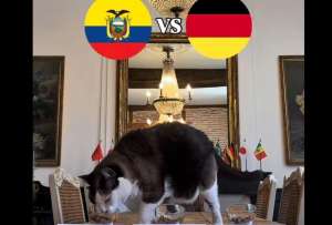 Un gato predice que Ecuador le gana a Alemania