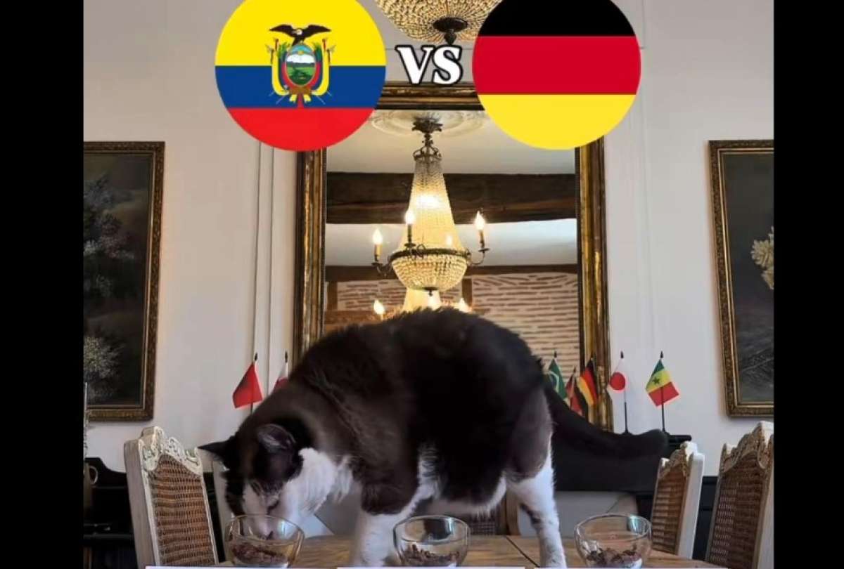 Un gato predice que Ecuador le gana a Alemania: