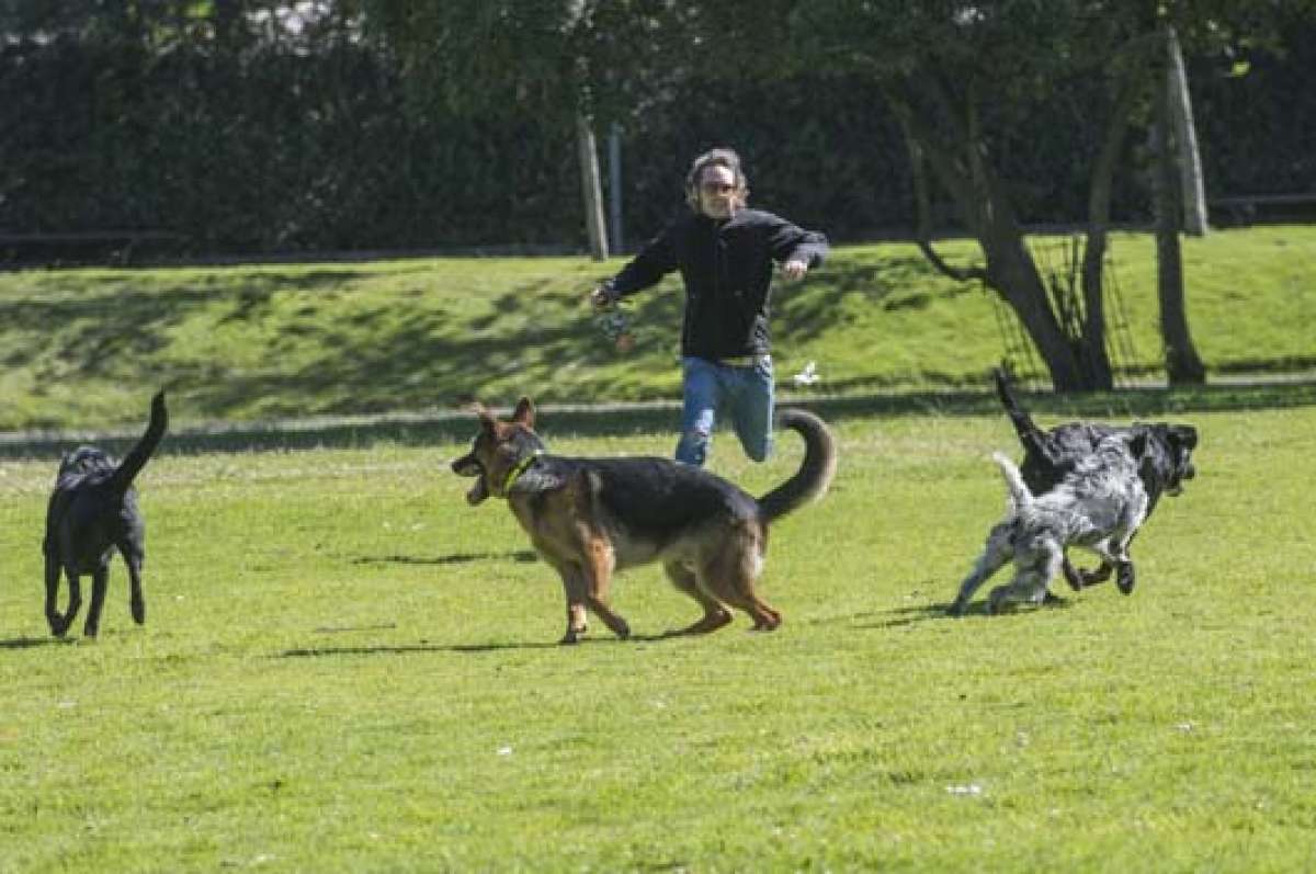 En el Distrito Metropolitano se han contabilizado 400 mil animales; de ellos, 160 mil se encuentran en estado de abandono. Con la reforma de la ordenanza 0048 se pretende solucionar este problema. Foto: Archivo / El Tel&eacute;grafo