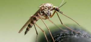 En tres ciudades de Manab&iacute; se fumiga contra los mosquitos