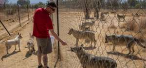 Ronnie Austen alimenta a los 16 lobos que viven en la reserva. Entre sus planes est&aacute; ampliar el lugar. 