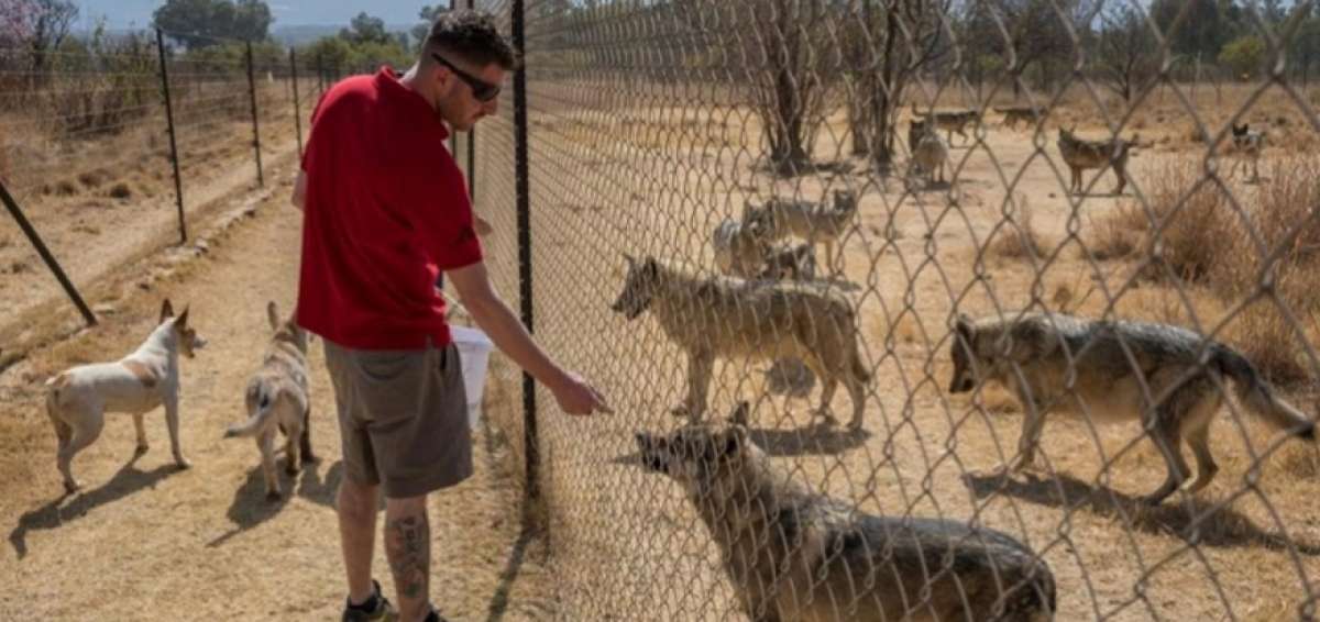 Ronnie Austen alimenta a los 16 lobos que viven en la reserva. Entre sus planes est&aacute; ampliar el lugar. 