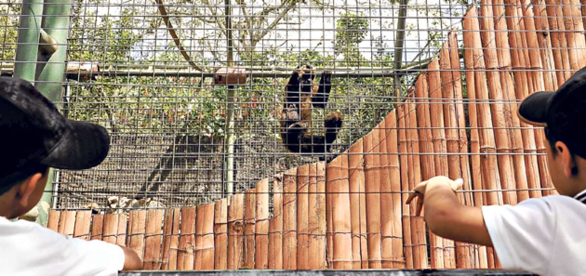 Uno de los sitios que visit&oacute; Jack Hanna fue el Zool&oacute;gico de Guayllabamba. Ah&iacute; hay programas de reintroducci&oacute;n, pero tambi&eacute;n hay saturaci&oacute;n de animales. &Aacute;lvaro P&eacute;rez / El Tel&eacute;grafo