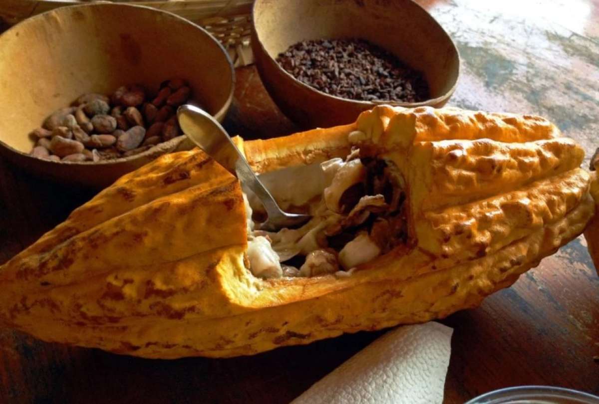 Cacao & Chocolate Summit 2025: la calidad como motor de transformación