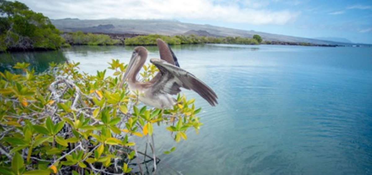 $ 6.382 de multa para ciudadano que atropell&oacute; pel&iacute;cano en Gal&aacute;pagos
