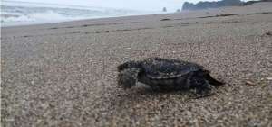 88 tortugas marinas nacieron en Manab&iacute;