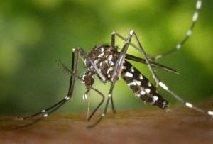 Los casos de dengue aumentaron en el país