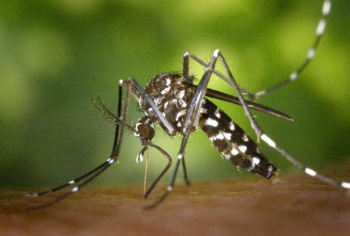 Los casos de dengue aumentaron en el país