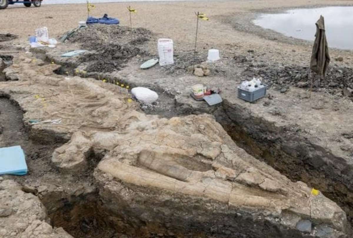 Encuentran el fósil de un “dragón marino” en Reino Unido