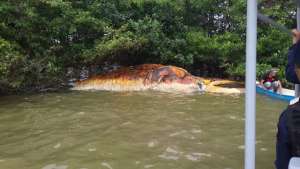 El gigante marino se encontraba varado en medio del mangle. Foto: Cortes&iacute;a
