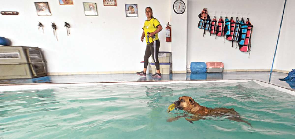 Para las organizaciones de protecci&oacute;n animal, las nuevas legislaciones promueven una cultura de respeto hacia la vida de las mascotas. Fotos: John Guevara/ El Tel&eacute;grafo