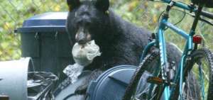 Un oso negro ataca a una menor en el patio de su casa en EE.UU.