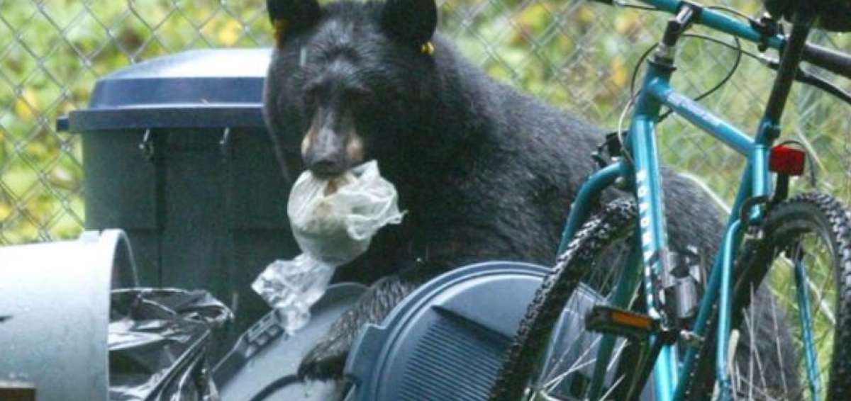 Un oso negro ataca a una menor en el patio de su casa en EE.UU.