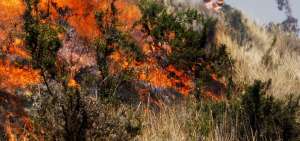 El Oro y Azuay, afectadas por incendios