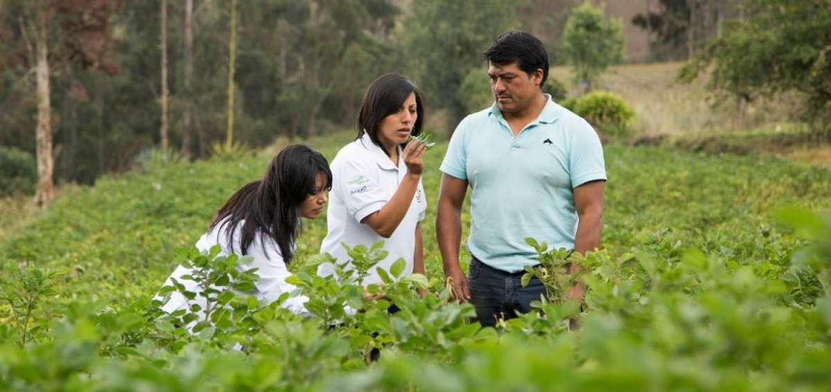 Arroz, banano, ca&ntilde;a, cebolla, fr&eacute;jol, ma&iacute;z y otros 11 cultivos pueden aplicar a los beneficios de este proyecto.
