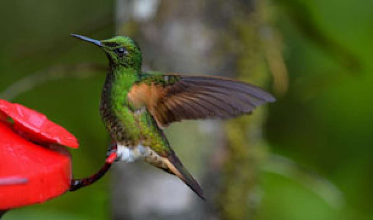 Pahuma alberga a 170 especies de aves