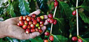 Un caf&eacute; de calidad, el cual se vende a buen precio, producen los agricultores inmersos en el proyecto. 