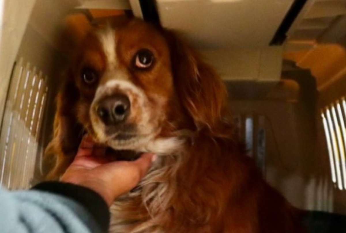 El perro ya fue rescatado y est&aacute; en adopci&oacute;n