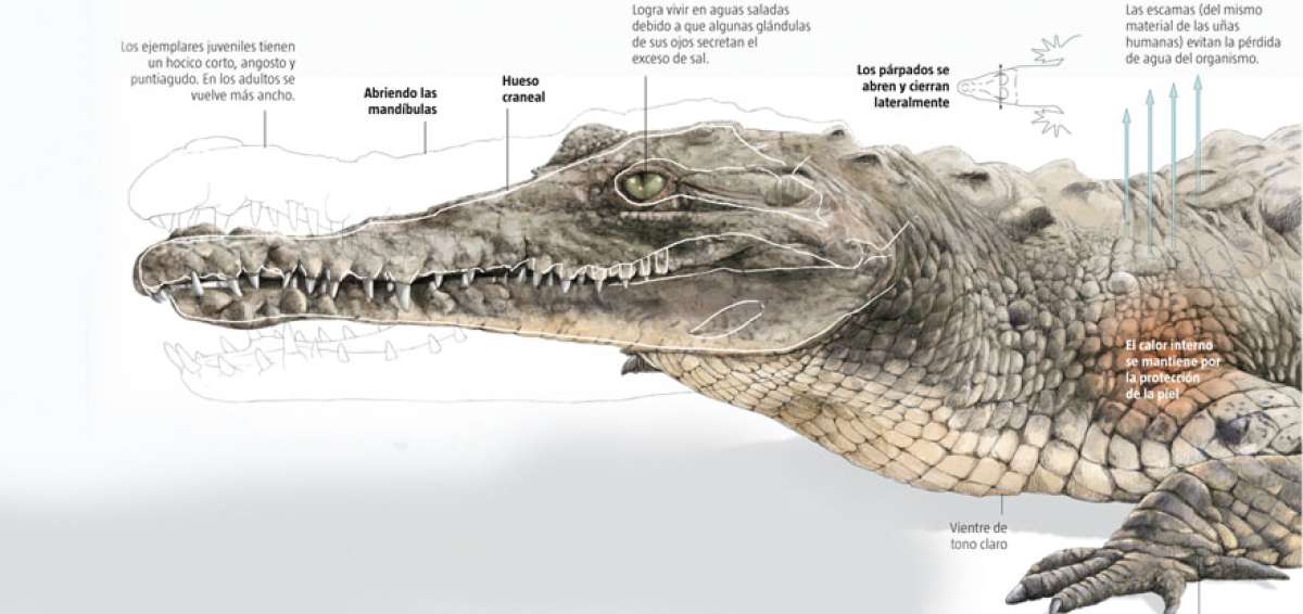 El cocodrilo de la Costa, una especie solitaria y vulnerable