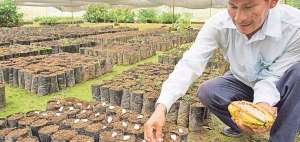 El Ministerio de Agricultura entreg&oacute; aproximadamente 7&rsquo;000.000 de plantas de cacao, de ellas 220.000 fueron para la provincia de Los R&iacute;os