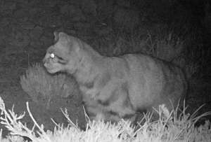 Lograron fotografiar al Fantasma de los Andes en Chile