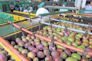 Cientos de personas trabajan en las fincas  en la &eacute;poca de cosecha.