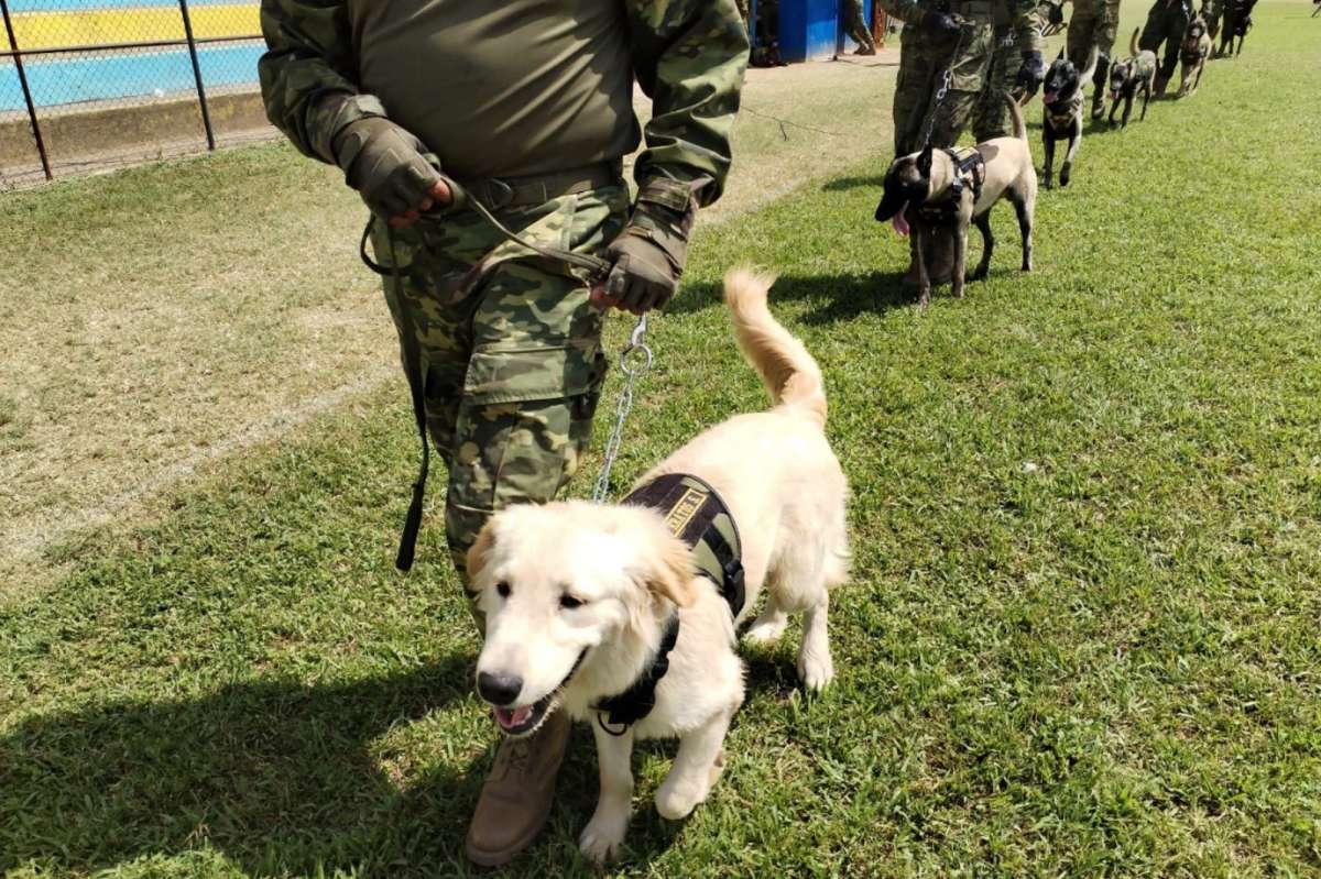 El escuadrón canino participa en operaciones de rescate, detección de explosivos y de drogas. 