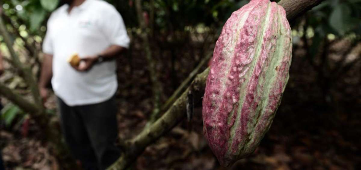  El Ministerio de Agricultura,  Ganader&iacute;a, Acuacultura y Pesca (Magap) proporciona asistencia t&eacute;cnica a los cacaoteros para incrementar la calidad de sus productos y sus rendimientos.