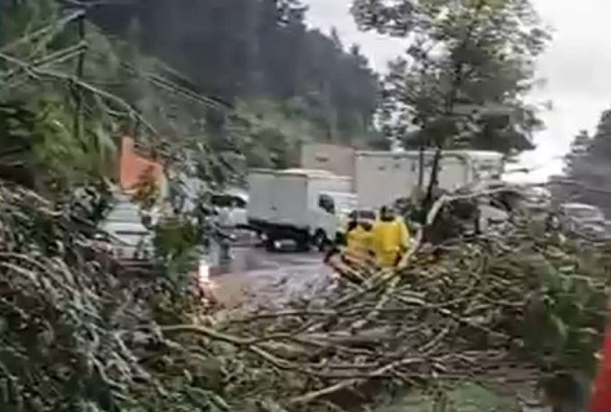 Adem&aacute;s del deslizamiento de tierra, tambi&eacute;n cay&oacute; un &aacute;rbol sobre la v&iacute;a