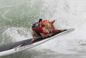 El 8 de septiembre, la playa de Del Mar será testigo de perros surfistas que compiten para recaudar fondos en el evento anual organizado por el Centro de Animales Helen Woodward.