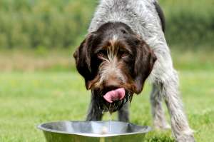 Los perros son indiscretos cuando beben