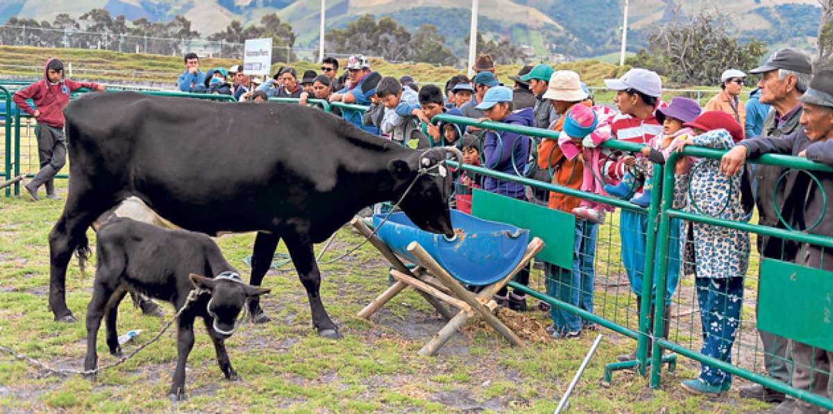 En la zona de El Chaupi, al momento, las reses producen la mitad de litros de leche en comparaci&oacute;n a agosto. Foto: MIGUEL JIM&Eacute;NEZ / EL TEL&Eacute;GRAFO