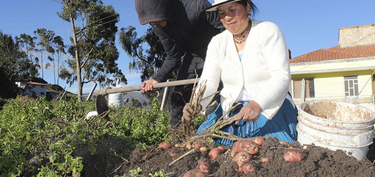 Narcisa Quinde y Atik Camas trabajan en la chacra (peque&ntilde;a parcela de sembr&iacute;o de papas). Mientras que la mujer saca las papas, el hombre mueve la tierra para facilitar el trabajo de la cosecha.