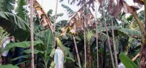 En Am&eacute;rica Latina, la afectaci&oacute;n por la marchitez del banano tendr&iacute;a consecuencias devastadoras seg&uacute;n la FAO.