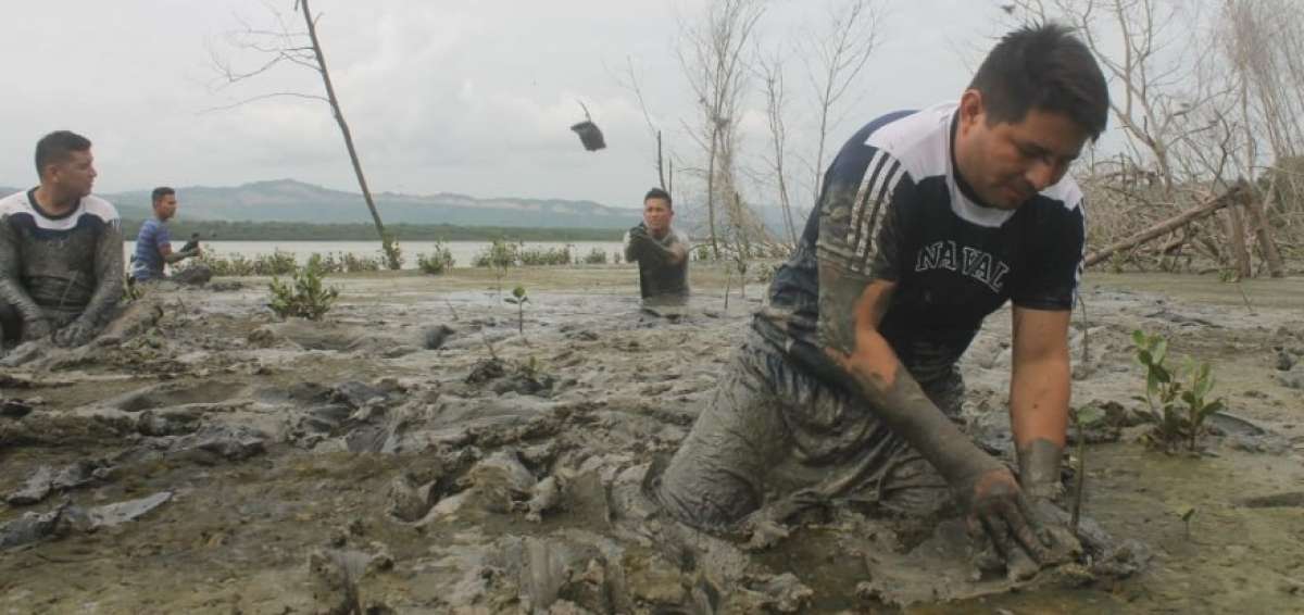 500 pl&aacute;ntulas de mangle se sembraron en estuario del r&iacute;o Chone
