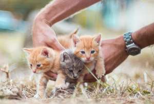 El Cuerpo de Bomberos Quito rescató a un grupo de gatos en Quito.
