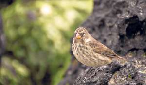 Al menos 16 de las 20 especies de aves end&eacute;micas, incluidas 10 del g&eacute;nero de pinzones de Darwin, son atacadas por las moscas invasoras. Foto: Archivo