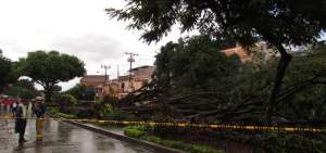 M&aacute;s de 8 &aacute;rboles derribados por la tormenta causaron da&ntilde;os y cortes de energ&iacute;a en el norte de Guayaquil