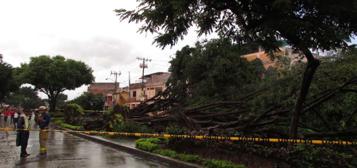 M&aacute;s de 8 &aacute;rboles derribados por la tormenta causaron da&ntilde;os y cortes de energ&iacute;a en el norte de Guayaquil
