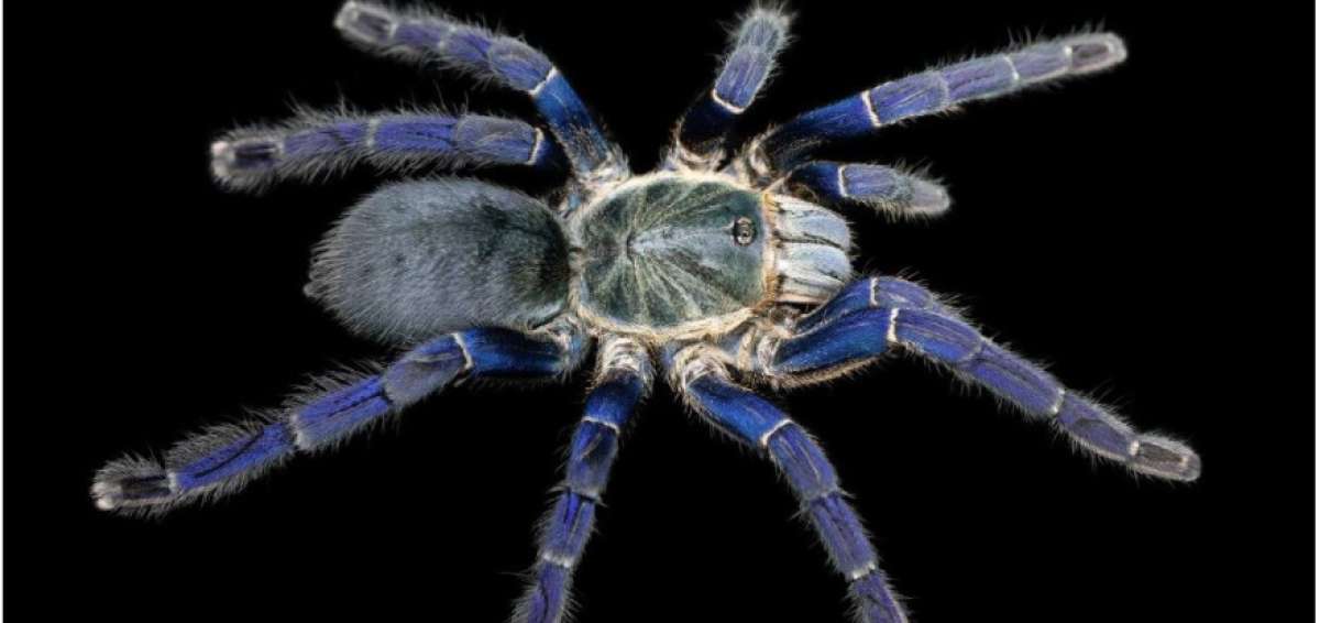 &iquest;Por qu&eacute; las tar&aacute;ntulas son azules y verdes?