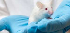 Logran por primera vez en ratones la desaparici&oacute;n del c&aacute;ncer de p&aacute;ncreas