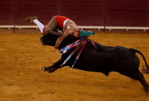 Las heridas provocadas por un toro de 700 kilos, le provocaron la muerte al torero Manuel Trindade. en Portugal.