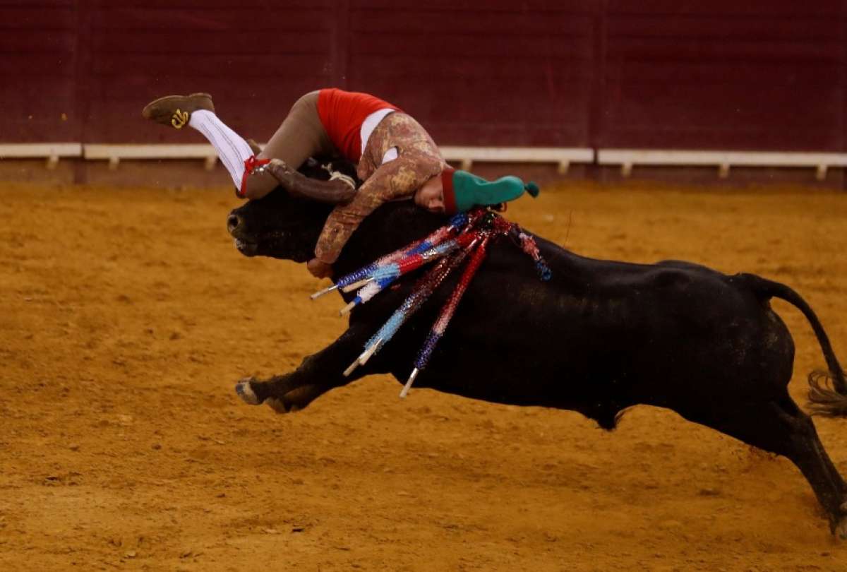 Las heridas provocadas por un toro de 700 kilos, le provocaron la muerte al torero Manuel Trindade. en Portugal.