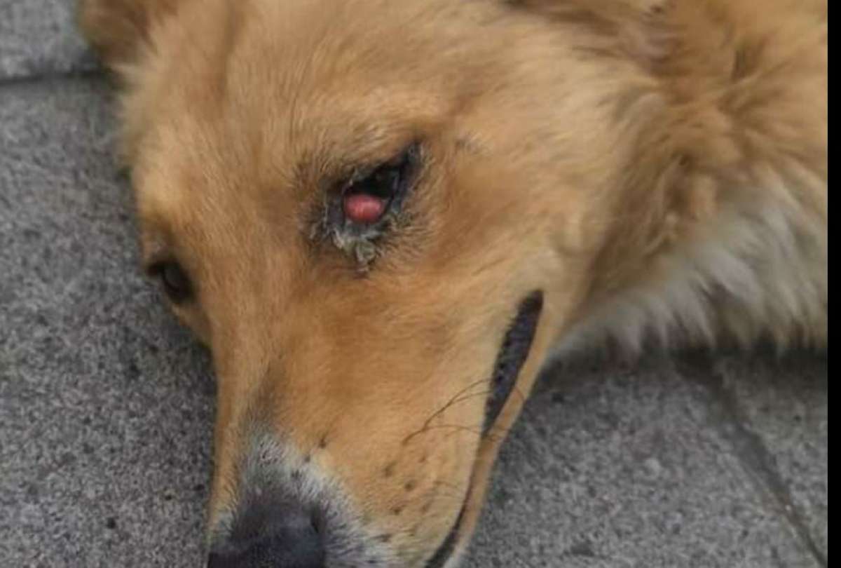 Un tumor en su ojo pod&iacute;a dejarlo ciego