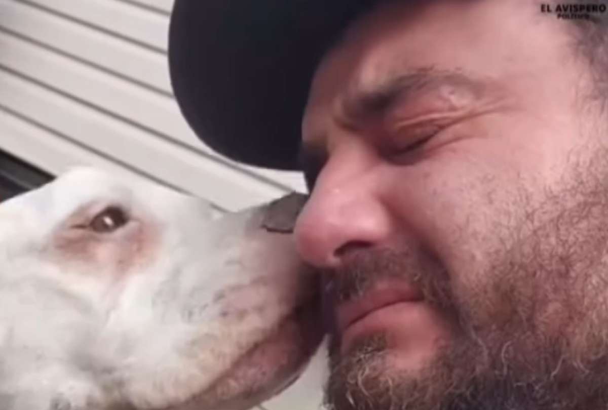 Bella, una pitbull, recibi&oacute; la eutanasia. Su due&ntilde;o la despidi&oacute;. 