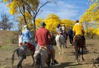 El florecimiento de los guayacanes en Loja atrajo a varios turistas desde distintos sectores del Ecuador.