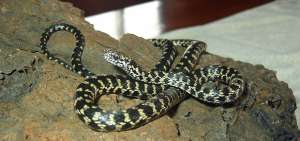 La serpiente "Pseudalsophis darwini" es una de las especies que fueron descubiertas en Gal&aacute;pagos. 